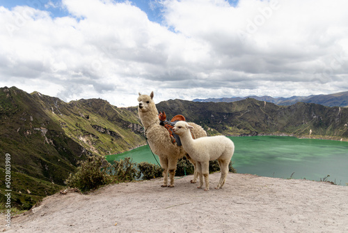 A fluffy white alpaca with baby alpaca on the viewpoint of Quilotoa lake and volcano crater. Ecuador  South America 