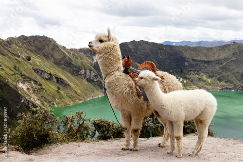 A fluffy white alpaca with baby alpaca on the viewpoint of Quilotoa lake and volcano crater. Ecuador, South America photo