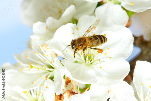 Flying honey bee collecting bee pollen from apple blossom. Bee collecting honey. © miroslavmisiura