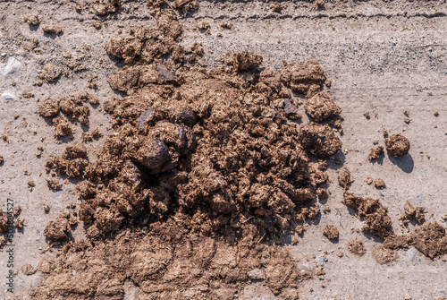 Horse droppings scatological brown concept shape and texture photo