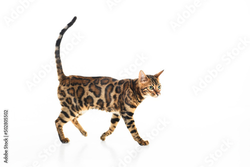 Cute Bengal Cat in studio white background © Louis-Photo