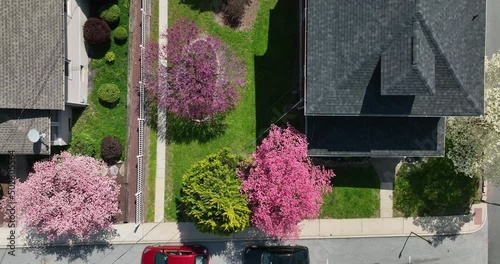 Blooming trees in spring. Top down aerial of home in town on sunny springtime day,. Pink purple white blossoms flower. photo