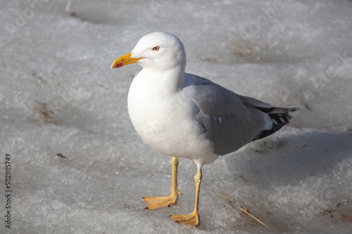 Portrait of a white seagull on ice