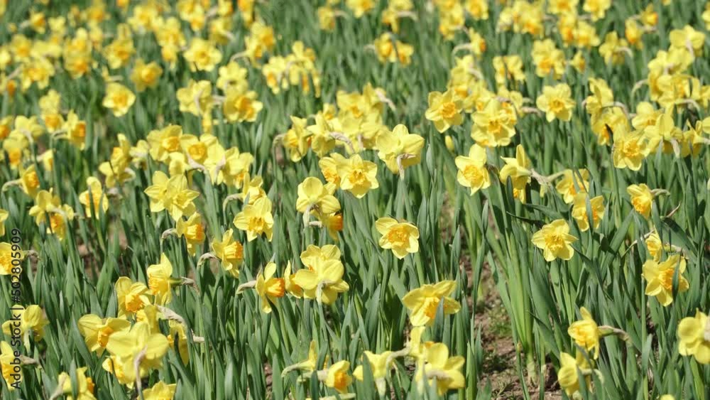 Flower bed with yellow narcissus flowers