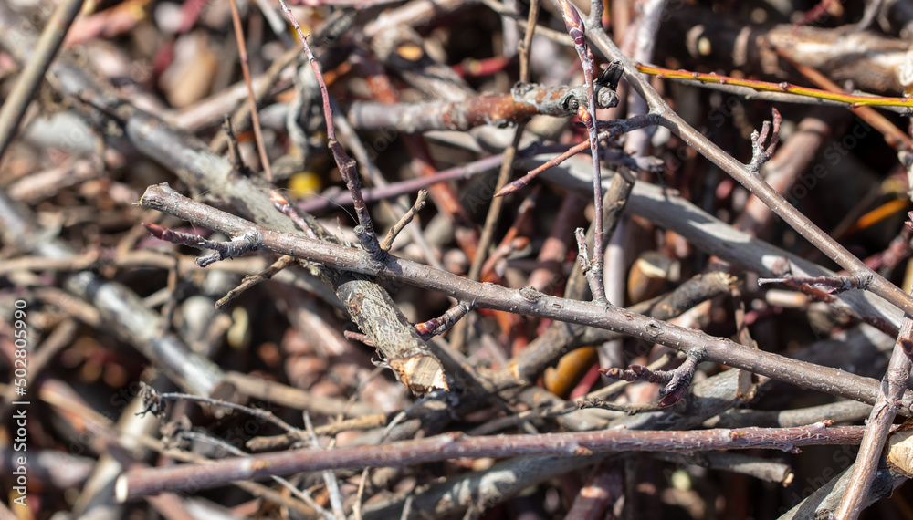 Dry branches of a tree as a background. Dry branches of a tree as a background.