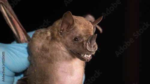 Brazilian bat Dark Fruit-eating Bat (Artibeus obscurus). 