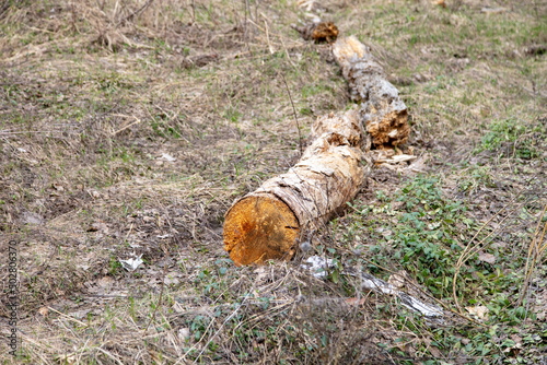 An old tree trunk lies on the grass