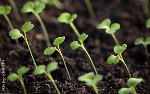 Small green sprouts of seedlings in the ground