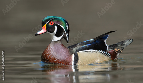 Canvas A drake wood duck in a creek