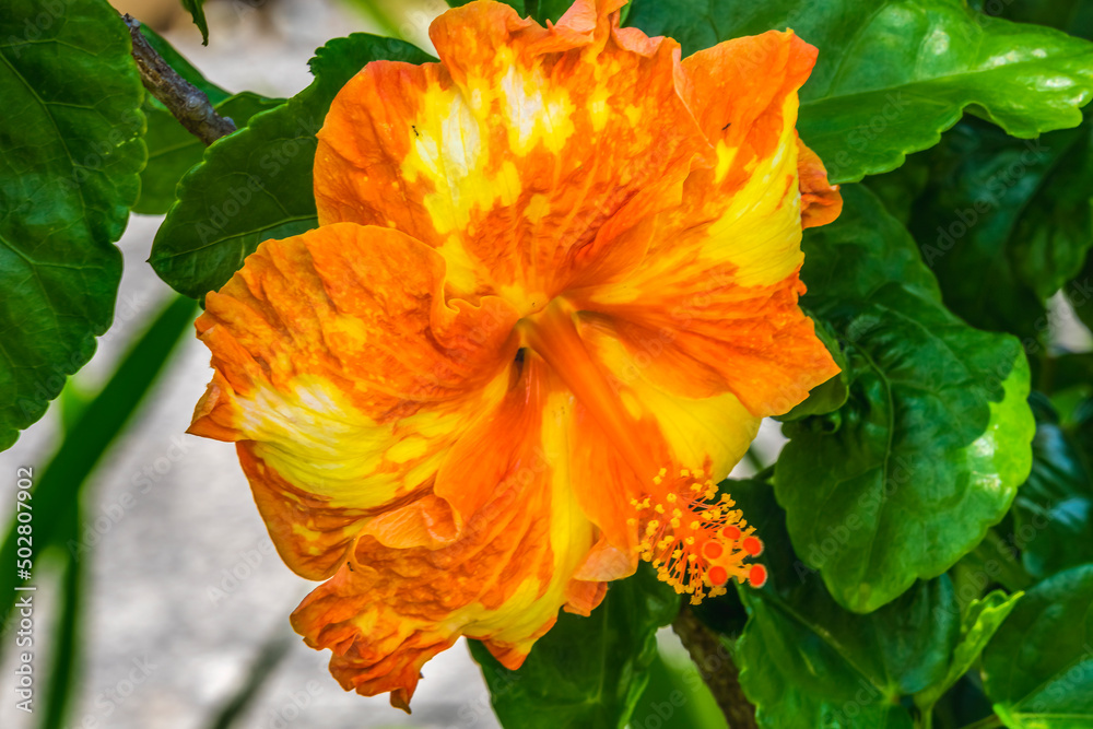 Orange Yellow Mixed Tropical Hibiscus Flower Moorea Tahiti Orange Yellow Mixed Tropical Hibiscus Flower Moorea Tahiti