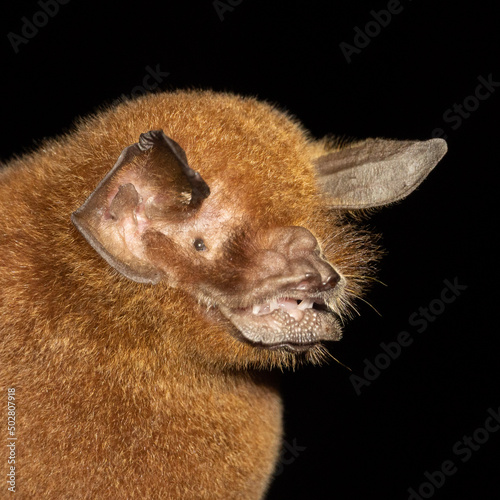 Portrait of Brazilian bat Wagner's Mustached Bat (Pteronotus personatus)