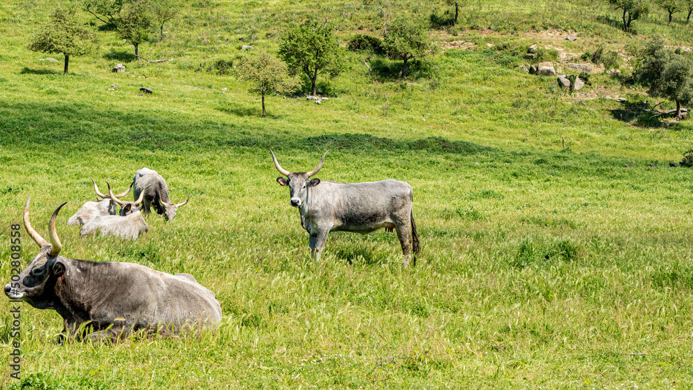 Maremmana breed cows grazing, Lazio, Italy Maremmana breed cows grazing, Lazio, Italy