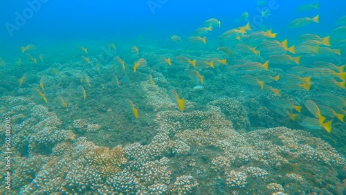 UNDERWATER: Shoal of bluestripe snapper swimming in pacific coral reef. Follow shot of a flock of bluestripe snapper in their natural habitat. Underwater wildlife in exotic ocean waters. photo
