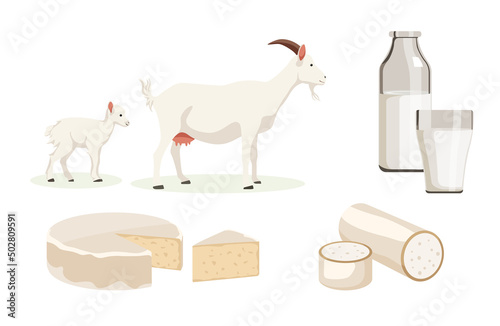 Vector illustration of white goats, milk and cheese on white background. Farm with natural products in cartoon style.