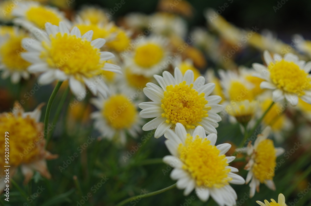 Fototapeta premium カモミールの花