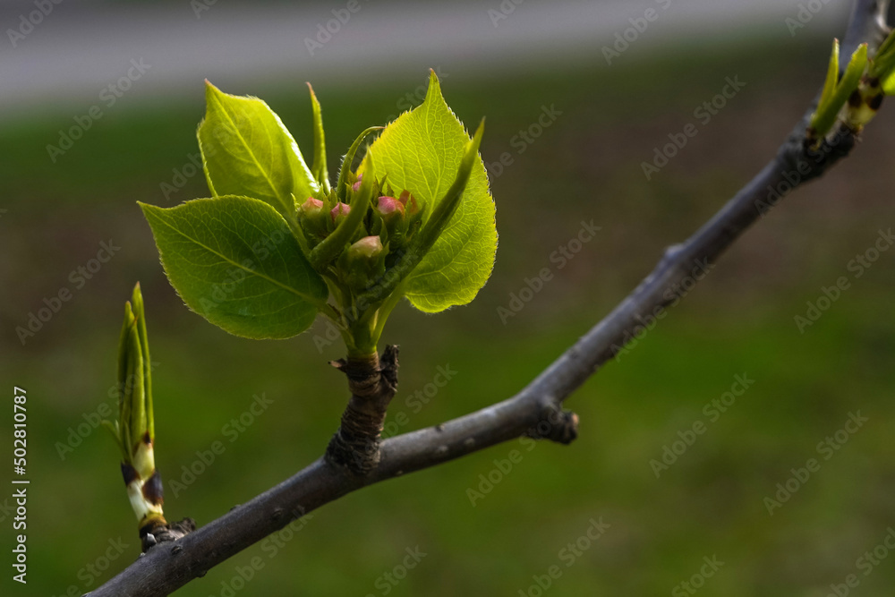 Apple flower buds on the twig with blurred background Apple flower buds on the twig with blurred background