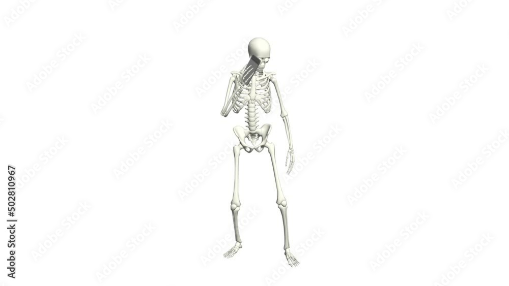 Skeleton is talking on the phone. Skeleton conversation using the phone. 3D realistic animation. White background.