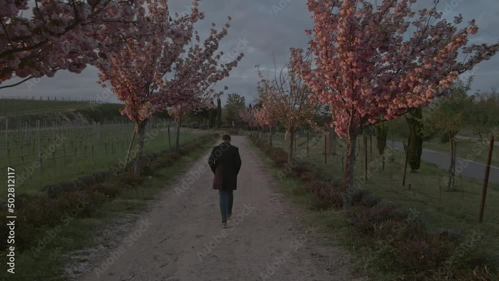 Man walking in slow motion through the pink sunlit cherry blossom trees near the Wine street vineyard