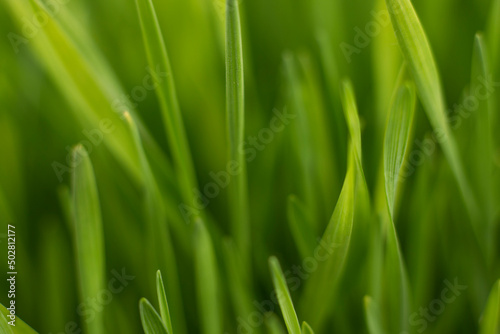 Fresh green grass background macro image.