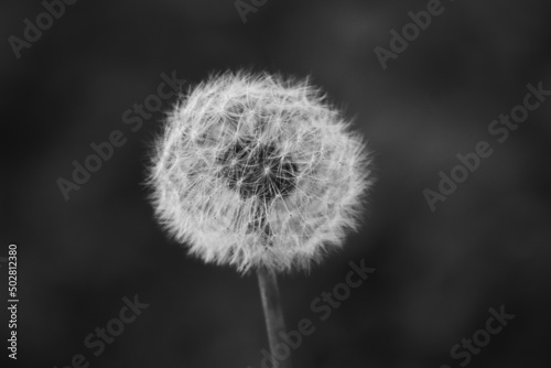 Closed Bud of a dandelion at the sunset