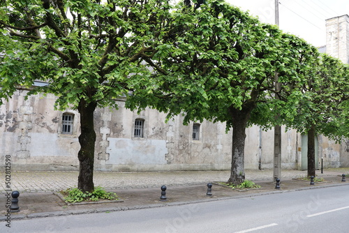 Avenue du 95 de ligne, rue bordée d'arbres, ville de Bourges, département du Cher, France photo