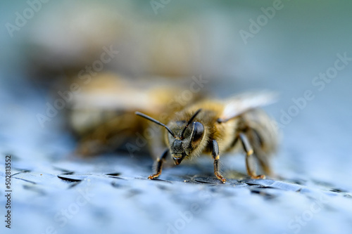 Pszczoła miodna. Apis mellifera. Pszczoła. Pszczółka. Pszczoła miodna w zdjęciu macro. Zdjęcie pszczoły. Pszczoła miodna portret.  © Daniel
