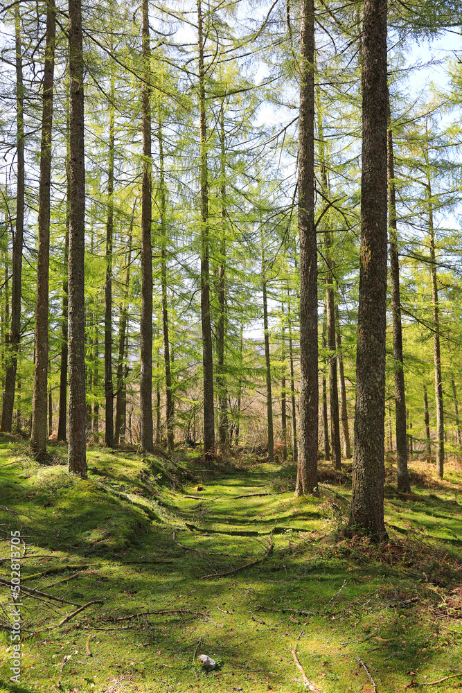 bosque árboles pinos abetos sendero país vasco 4M0A3742-as22 bosque árboles pinos abetos sendero país vasco 4M0A3742-as22