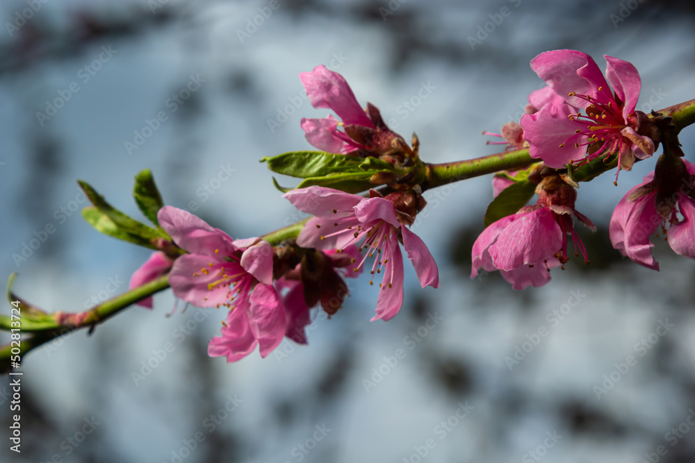 Peach branches densely covered with pink flowers - abundant flowering of the fruit tree Peach branches densely covered with pink flowers - abundant flowering of the fruit tree