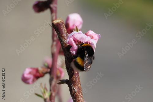 Bombus pratorum in search of nectar in colored flowers photo