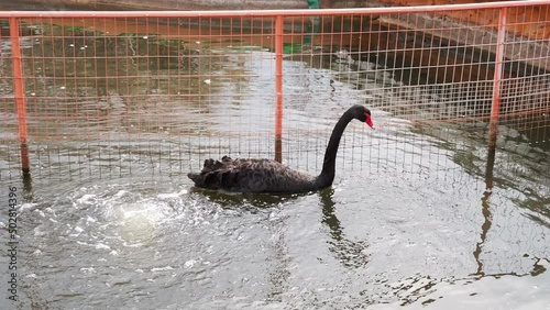 beautiful black swan swims on the lake looking for food