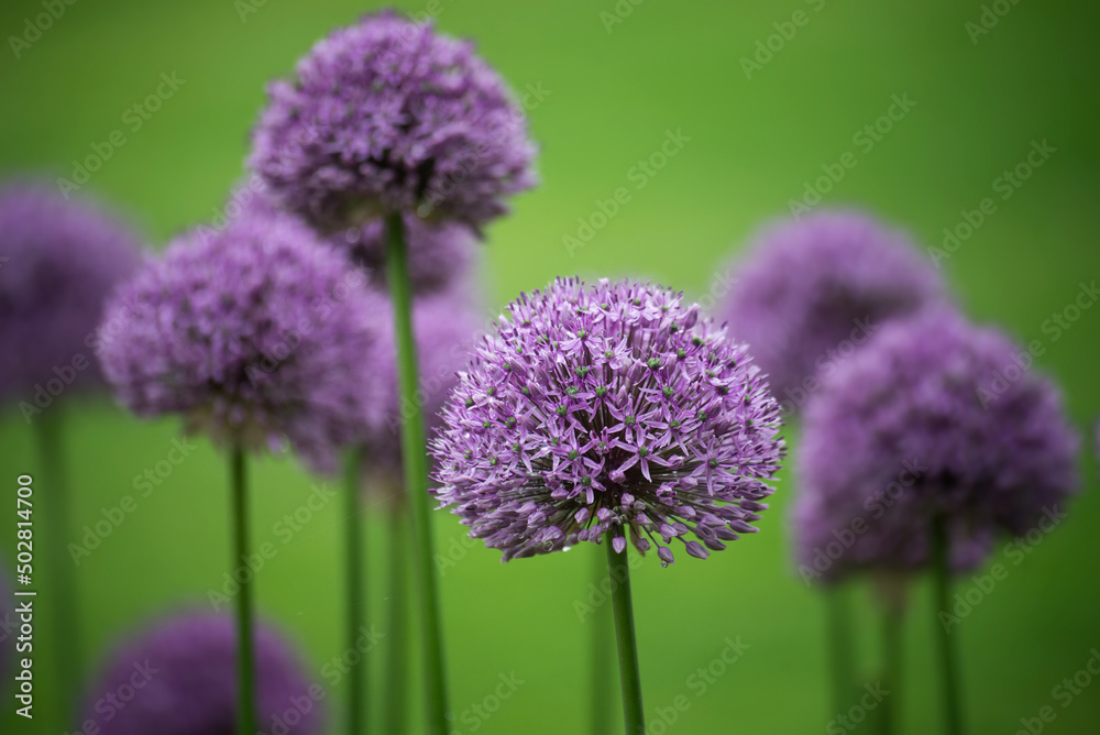 Closeup of purple allium blossom in a public garden Closeup of purple allium blossom in a public garden