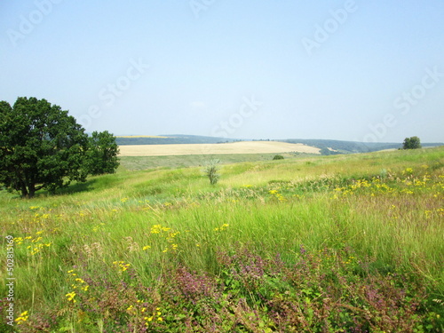Beautiful in the forest-steppe in summer