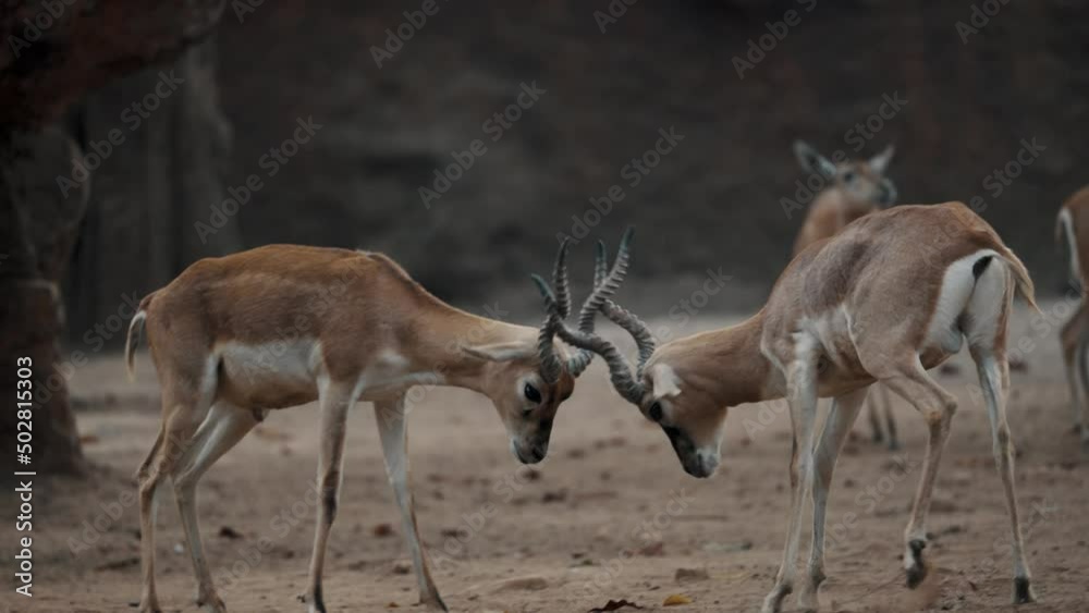 Two Blackbuck Male Antelopes Fighting With Their Long And Ringed Horns. - close up Two Blackbuck Male Antelopes Fighting With Their Long And Ringed Horns. - close up