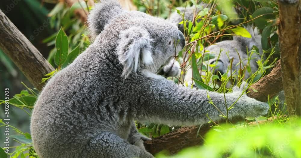 Australia wildlife. Koala bears eating tree leaves Australia wildlife. Koala bears eating tree leaves