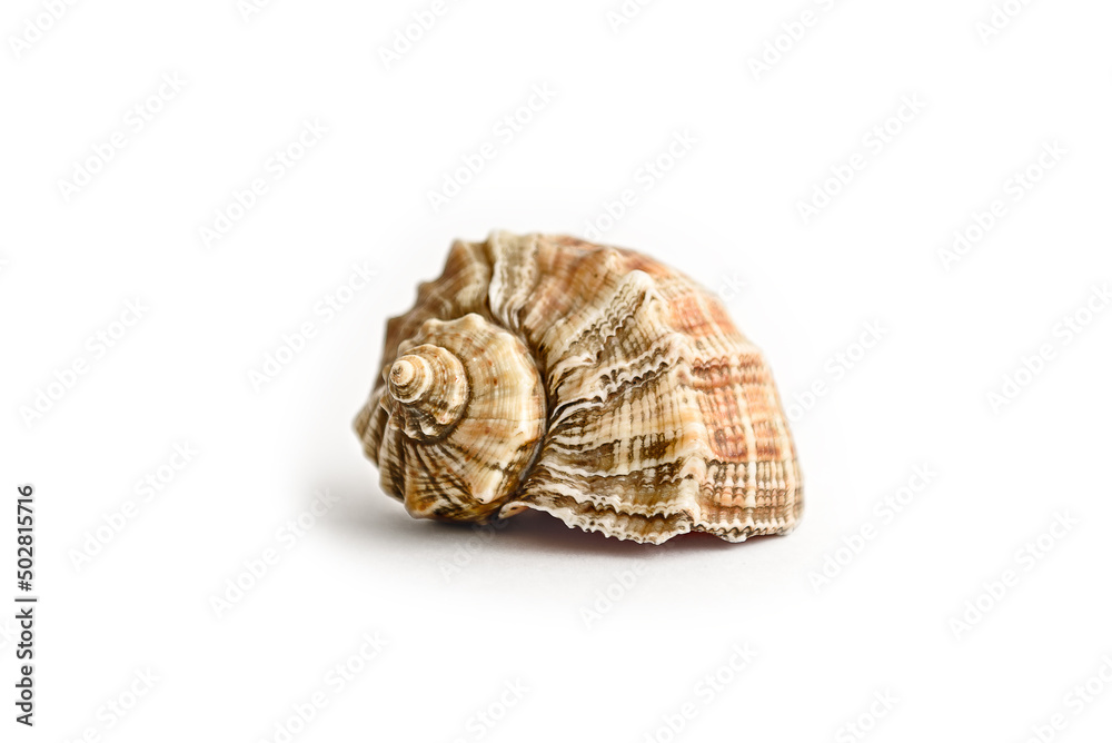 Seashell on a white background