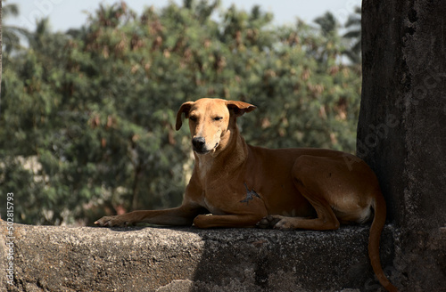 A beautiful adult Indian brown domestic stray dog sitting on the wall of Moti Daman fort in Daman, Daman and Diu, India photo