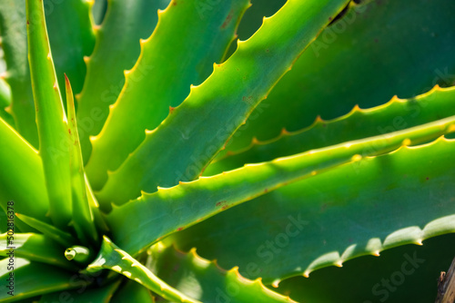 Foto Detalles de las espinas y las hojas de un cactus