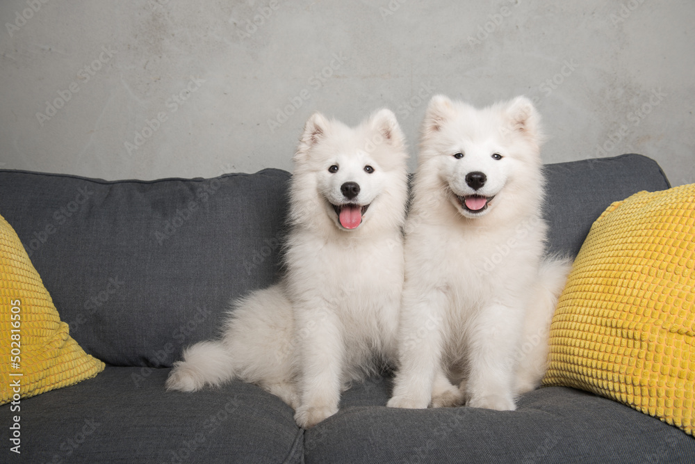 Two samoyed dogs puppies are sitting in the gray couch Two samoyed dogs puppies are sitting in the gray couch