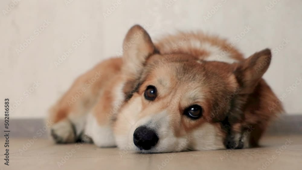 Cute dog with sad eyes lying on the floor, blinking and getting