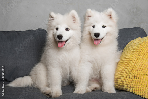Two samoyed dogs puppies are sitting in the gray couch