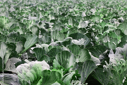 Gardening and agricultural activities during the harvest season. rows of cabbage.