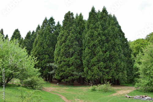 Sequoia grove near Kutuzovskoe lkae, Crimea, Russia photo