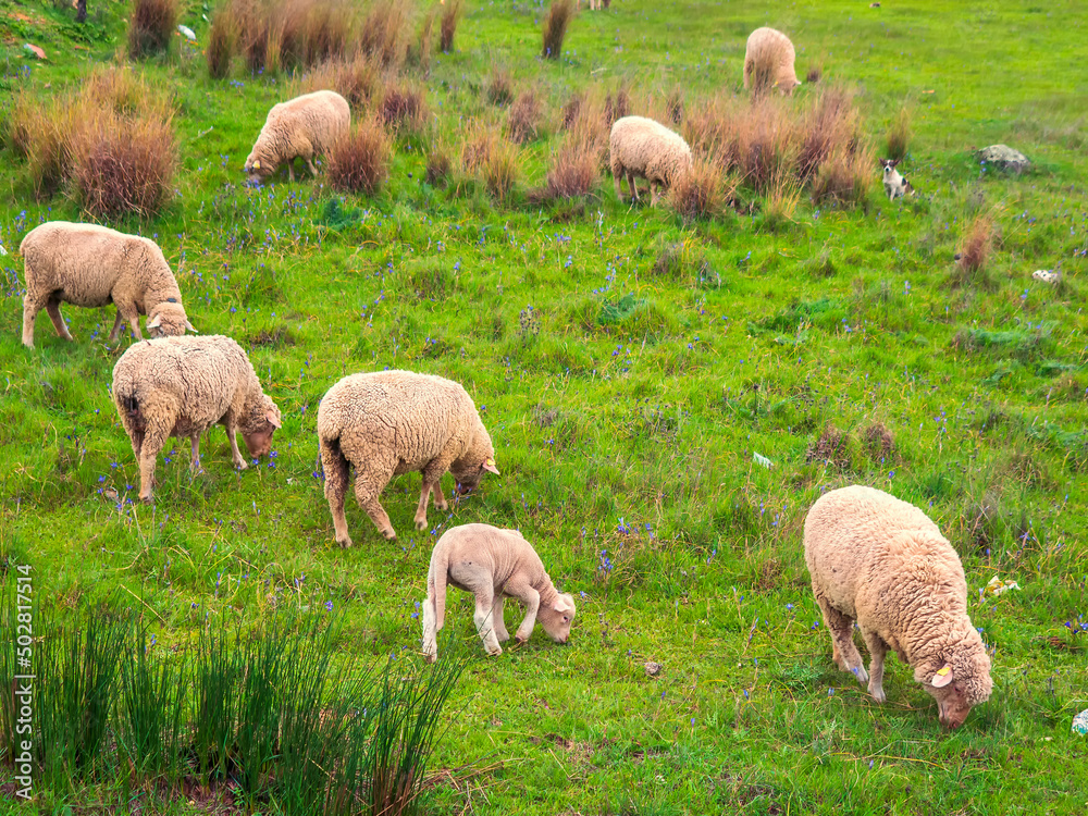 Fototapeta premium Rebaño de ovejas pastando tranquilamente en el campo