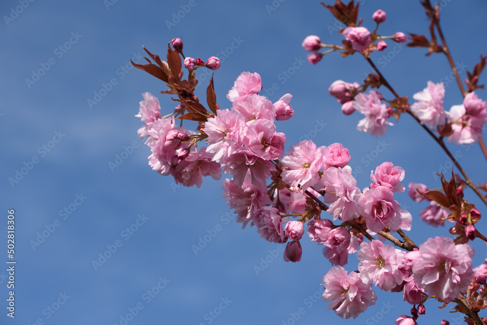 Japanische Zierkirsche gefüllt in Sonne vor blauem Himmel Japanische Zierkirsche gefüllt in Sonne vor blauem Himmel