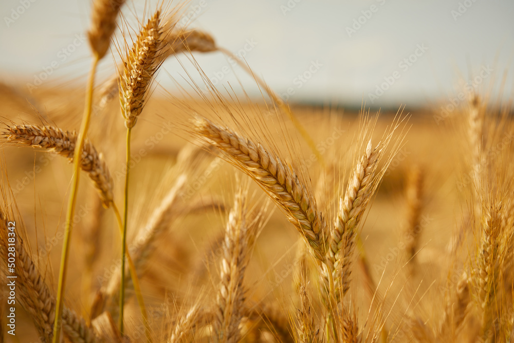 Fototapeta premium Ripe wheat field, organic farm
