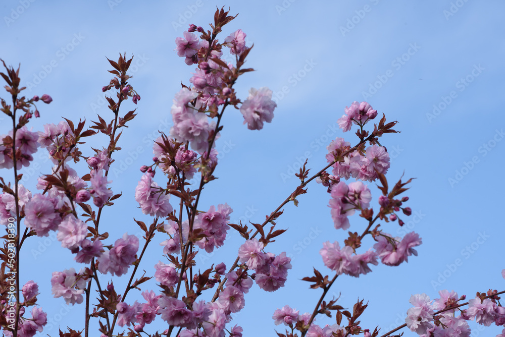 Japanische Zierkirsche gefüllt in Sonne vor blauem Himmel Japanische Zierkirsche gefüllt in Sonne vor blauem Himmel