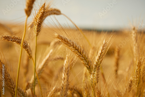 Ripe wheat field, organic farm