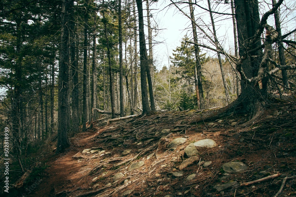 Yew forest with moss and branches with green leaves. Natural light. Background image of the forest, a lot of broken trees
Yew forest with moss and branches with green leaves. Natural light. Background image of the forest, a lot of broken trees