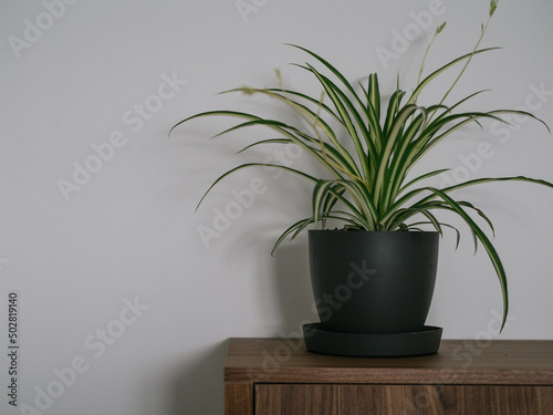 Pot with Chlorophytum comosun, commonly called the spider o ribbon plant. Coy space with white background inside the home