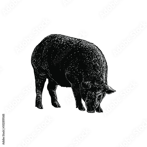 pig illustration isolated on background